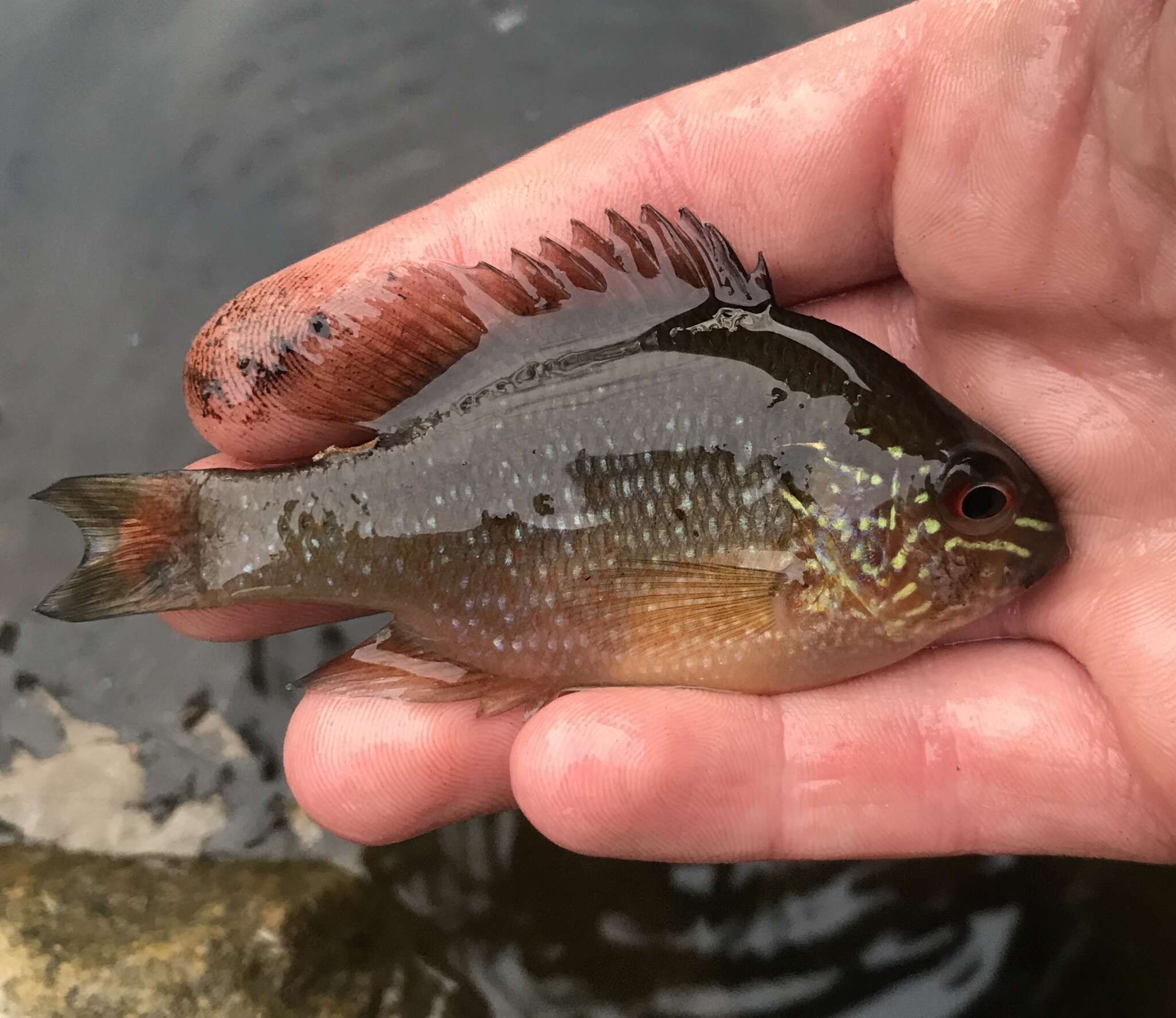 Image of Dollar Sunfish