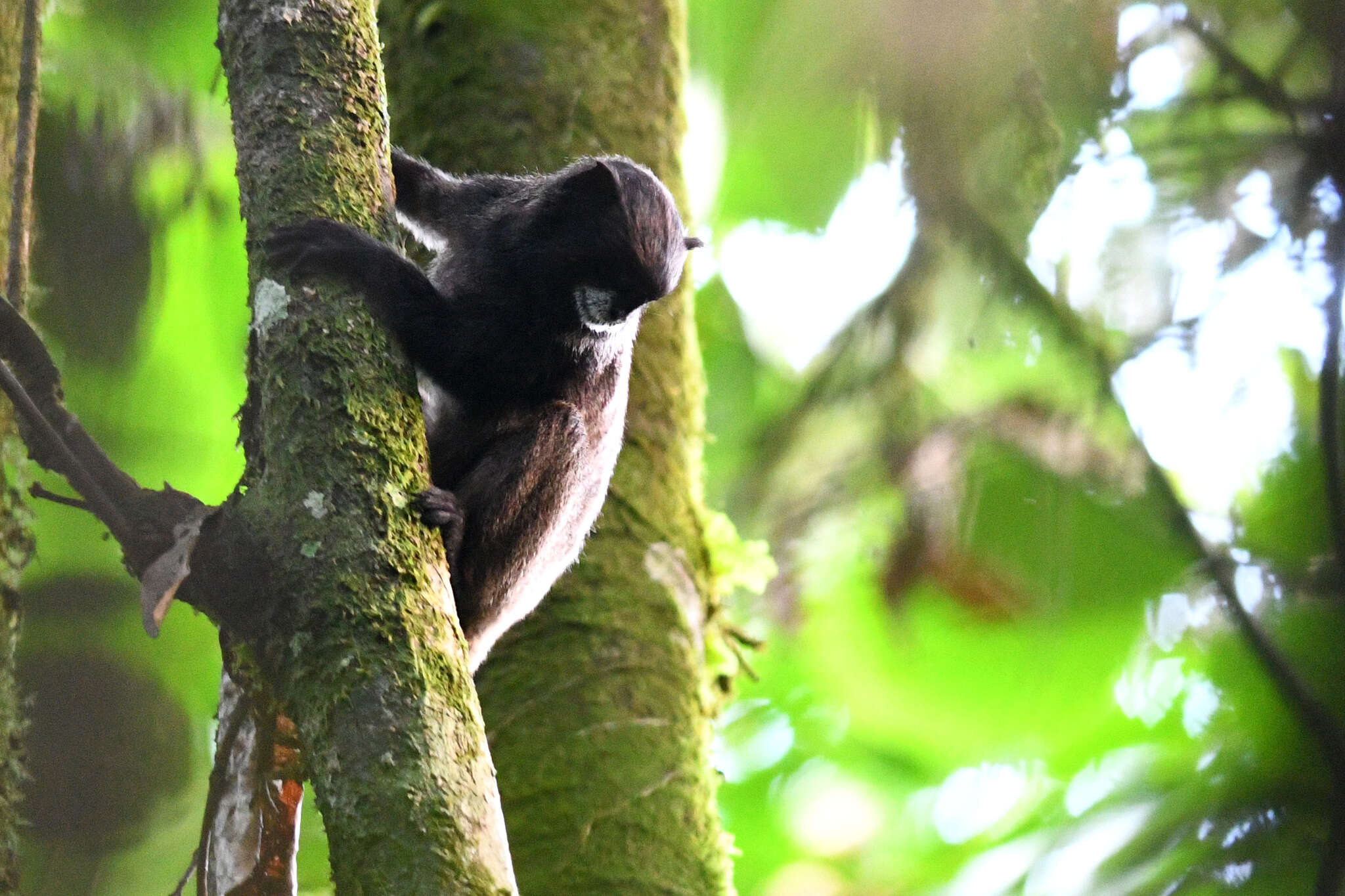 Image of Graells's tamarin