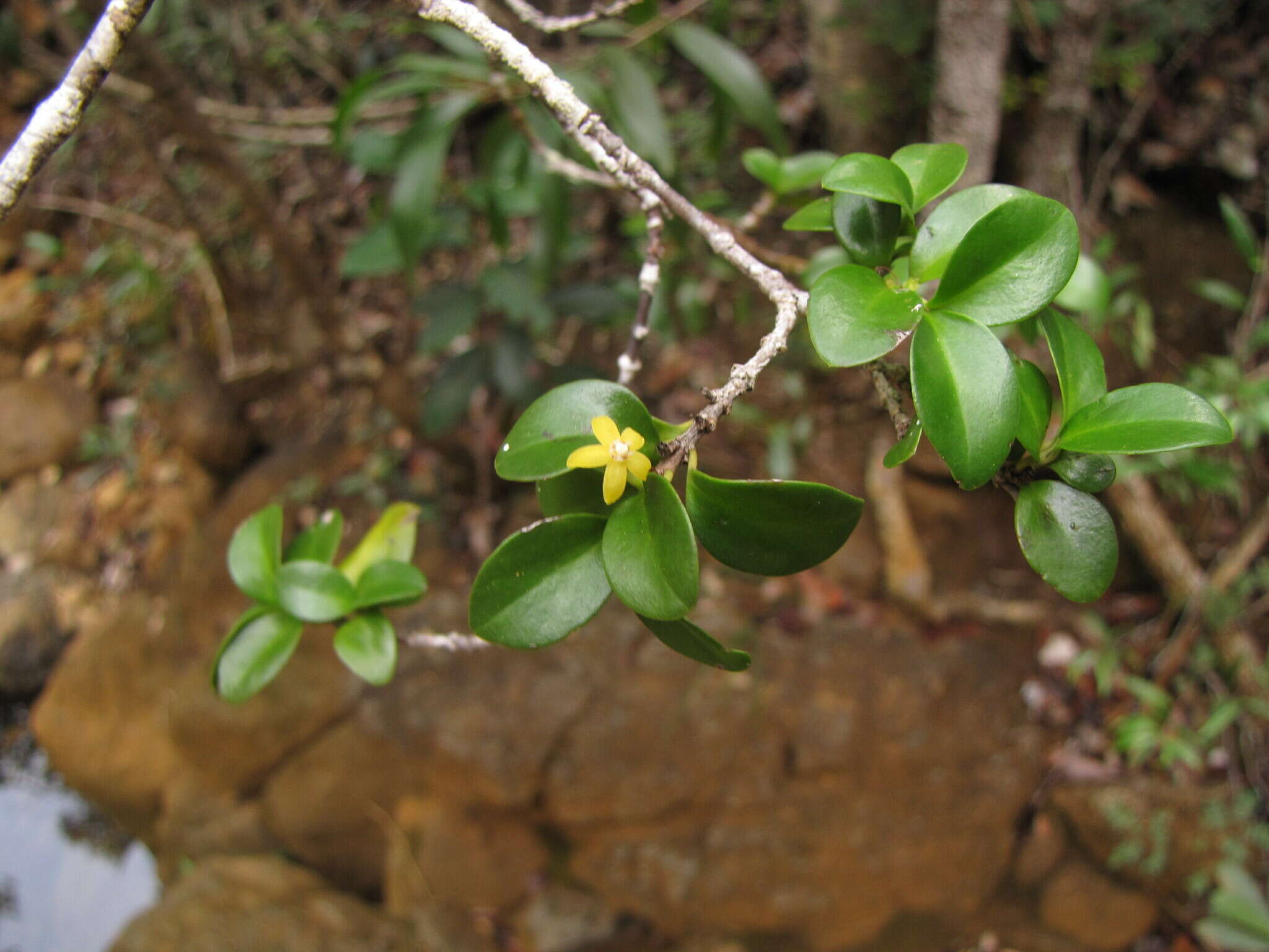 Image de Cyclophyllum jasminifolium Guillaumin & McKee