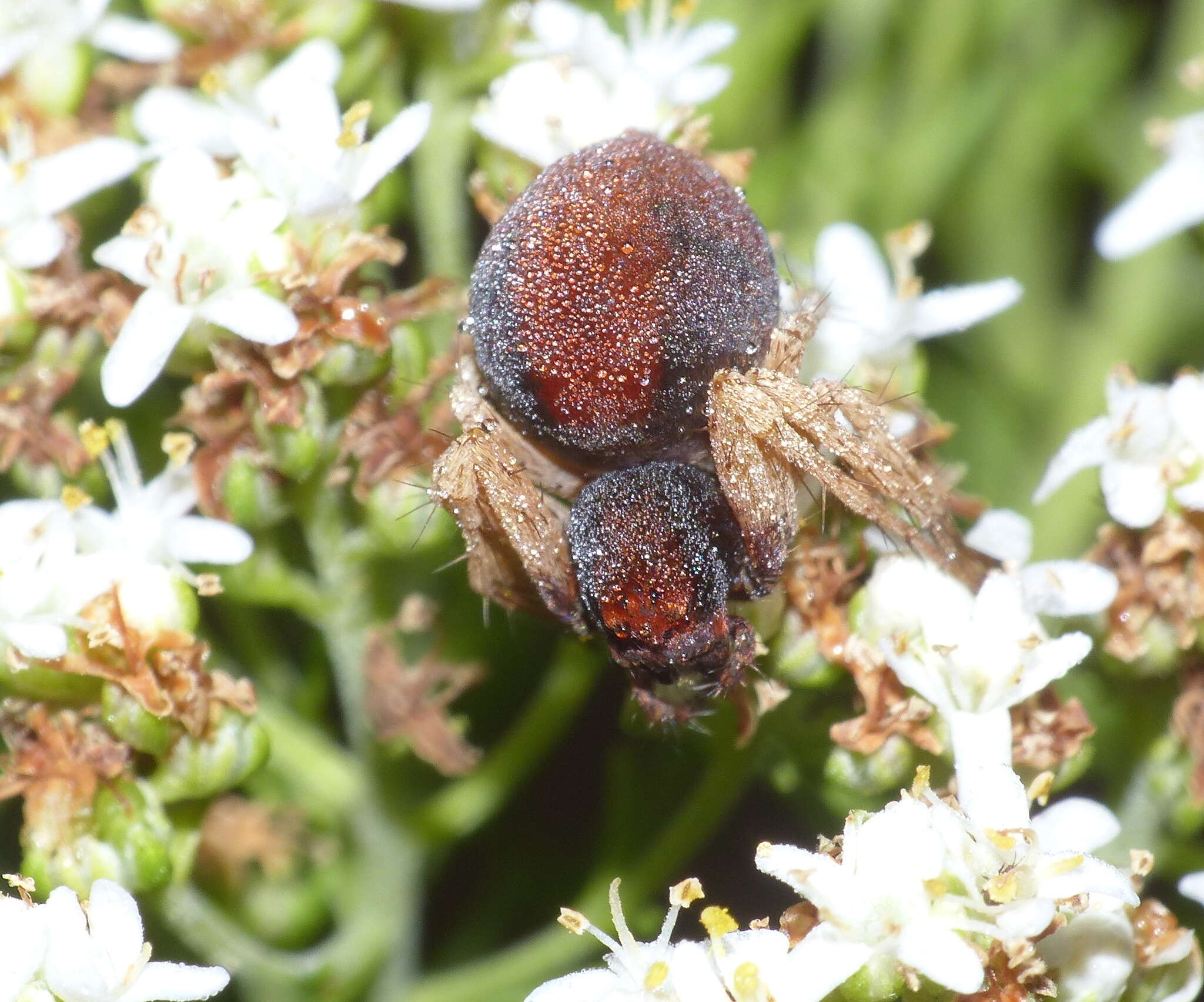 Image of Oxyopes flavipalpis (Lucas 1858)