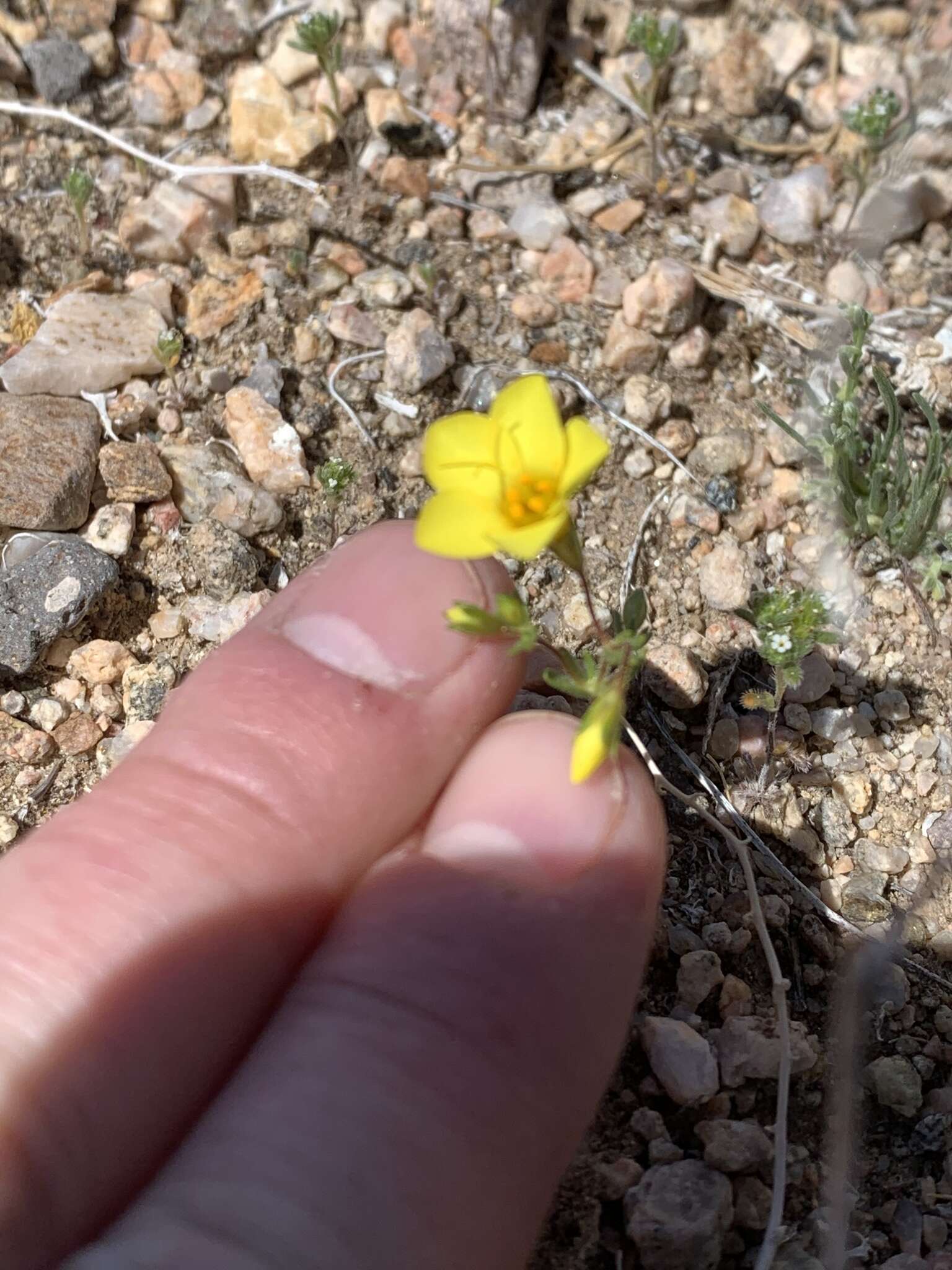 Image of golden linanthus