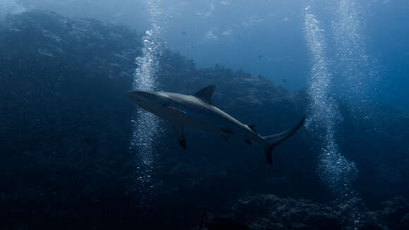 Image of Gray Reef Shark