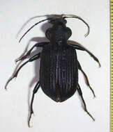 Imagem de Calosoma (Ctenosta) senegalense Dejean 1831