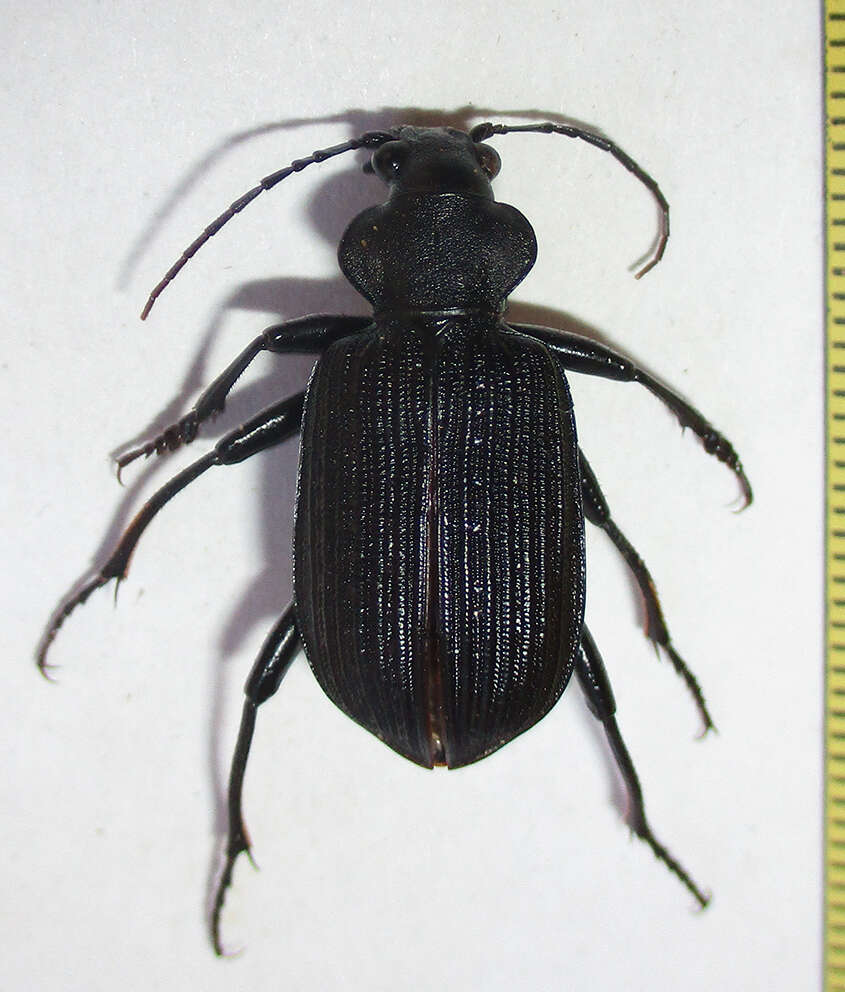 Image of Calosoma (Ctenosta) senegalense Dejean 1831