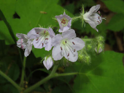 Imagem de Hydrophyllum appendiculatum Michx.