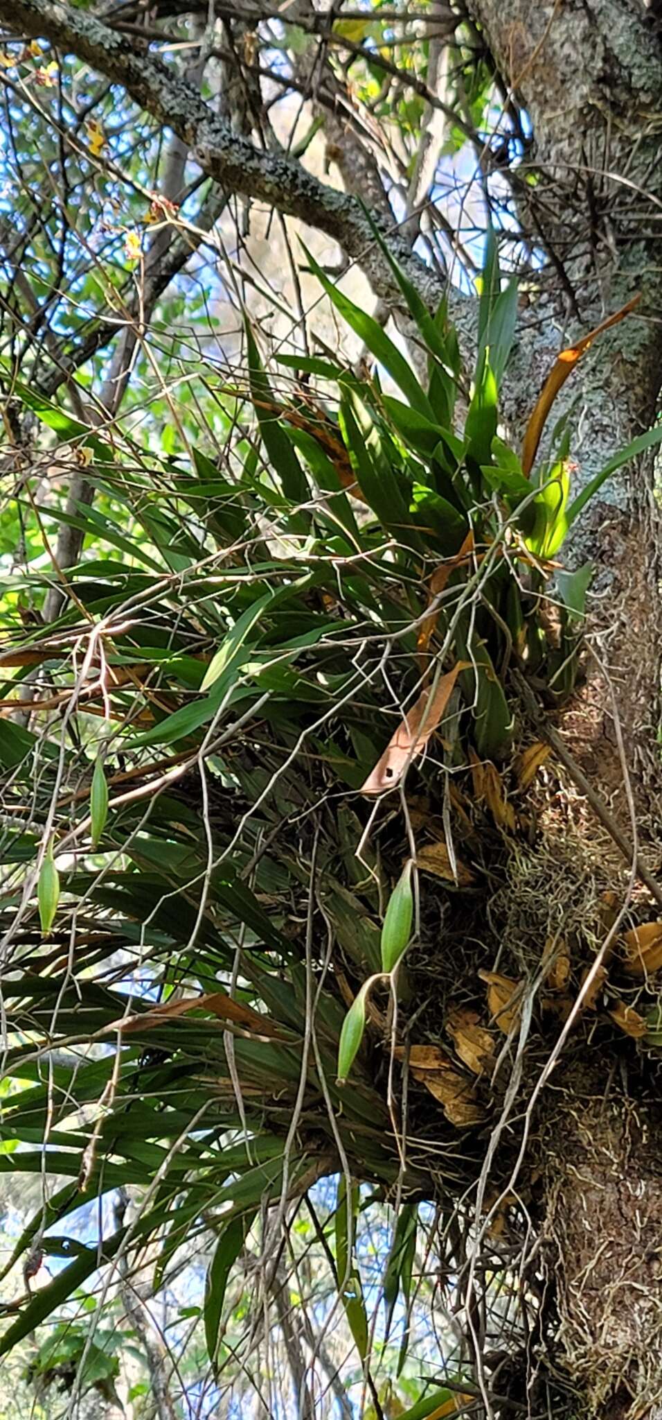 Image of Oncidium reflexum Lindl.