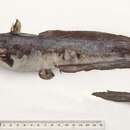 Image of Elongate catfish