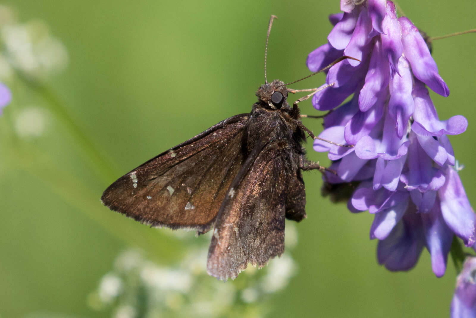 Image of Northern Cloudywing