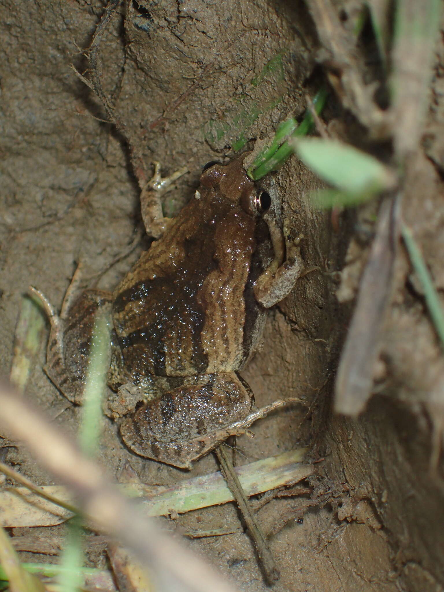 Image of Beautiful Pygmy Frog