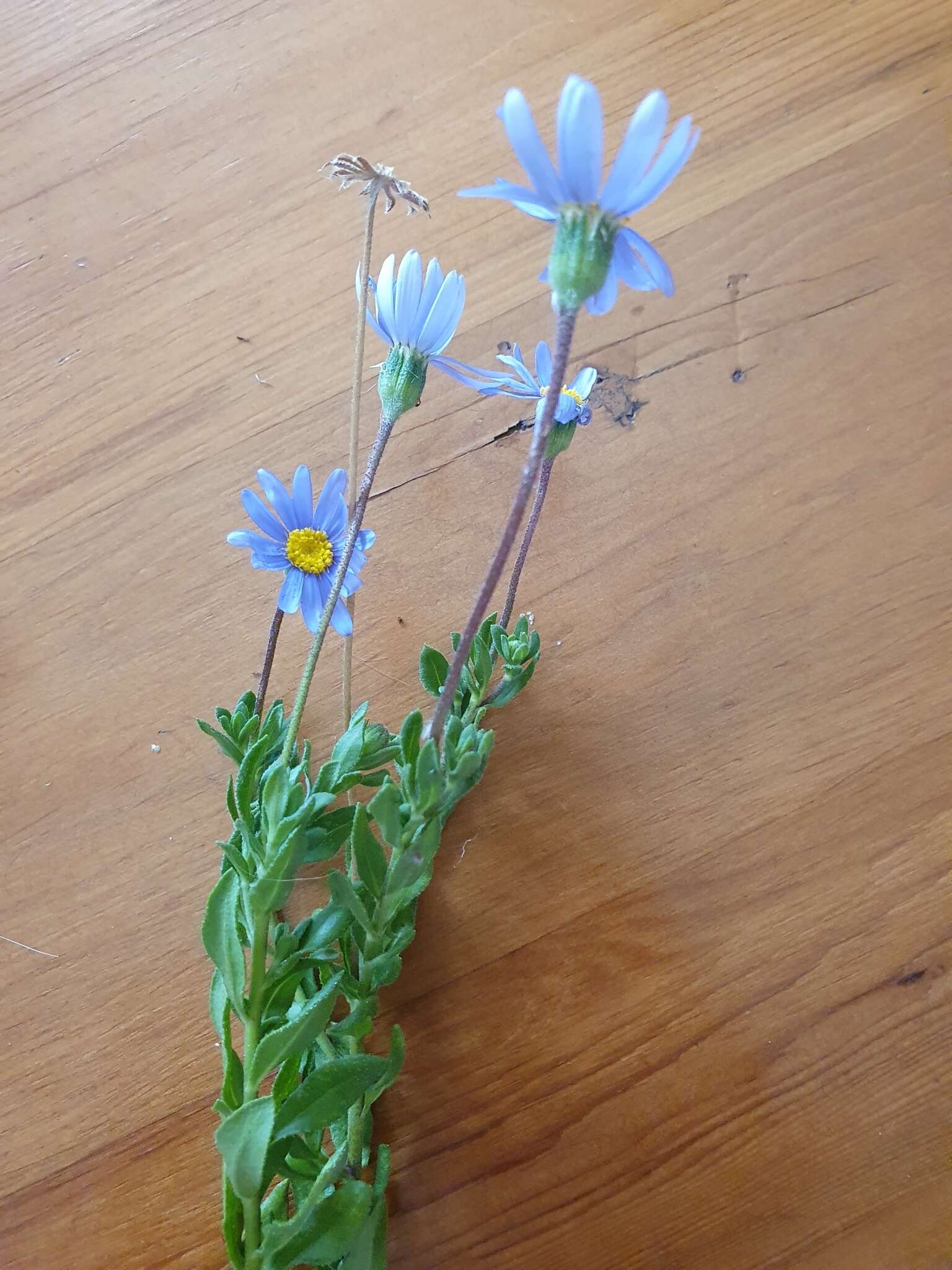 Image of blue daisy