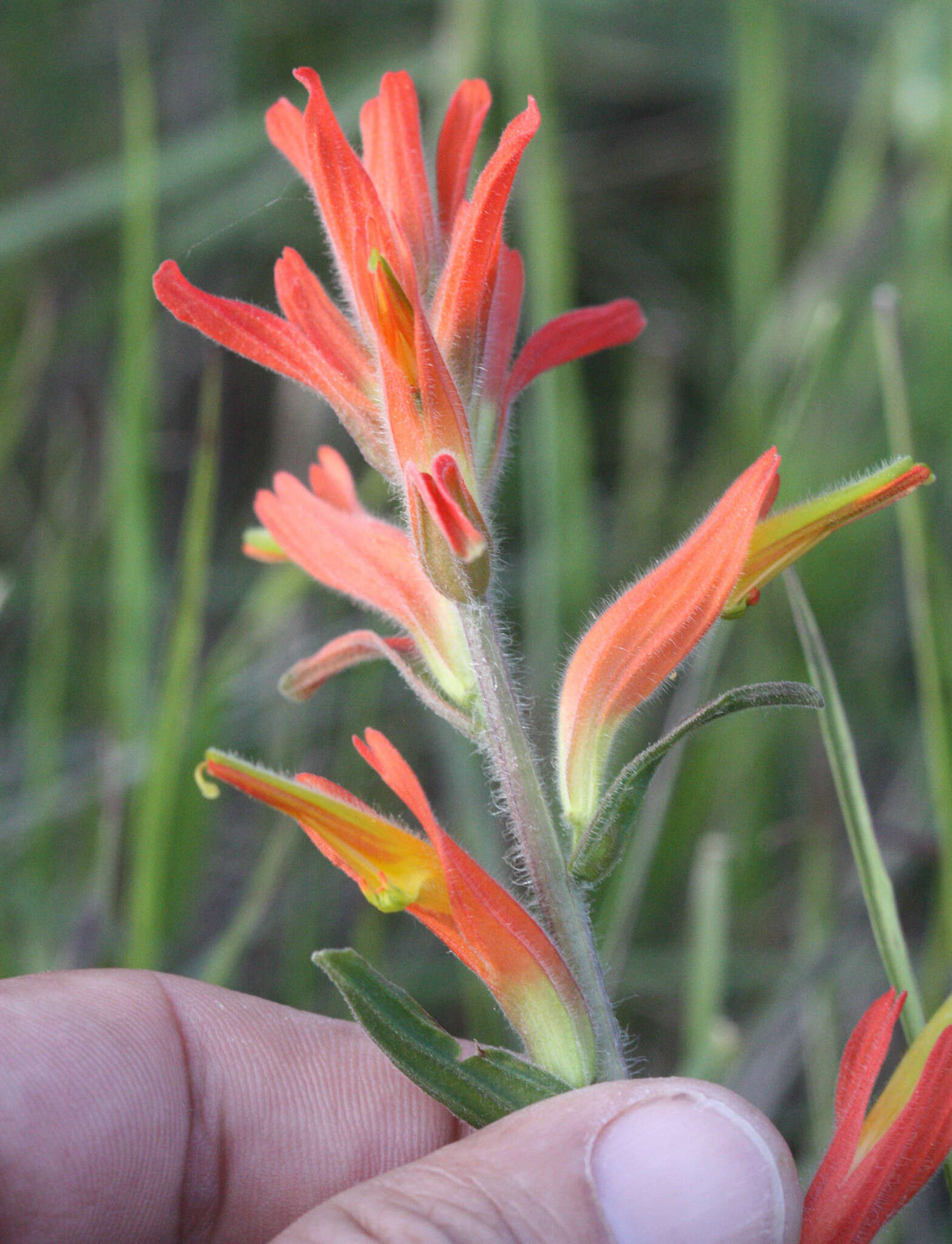 Image of longleaf Indian paintbrush