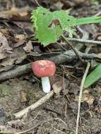 Image of Russula subtilis Burl. 1924