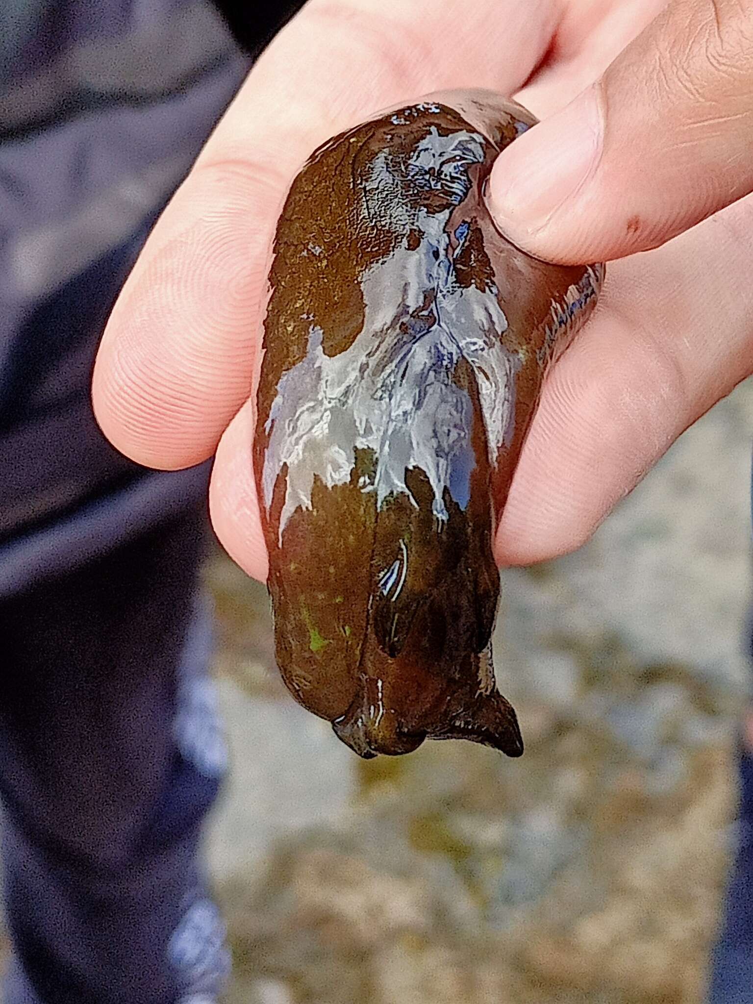 Image of spotted sea hare