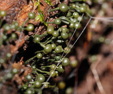 Sivun Chlorovibrissea melanochlora (G. W. Beaton & Weste) L. M. Kohn 1989 kuva