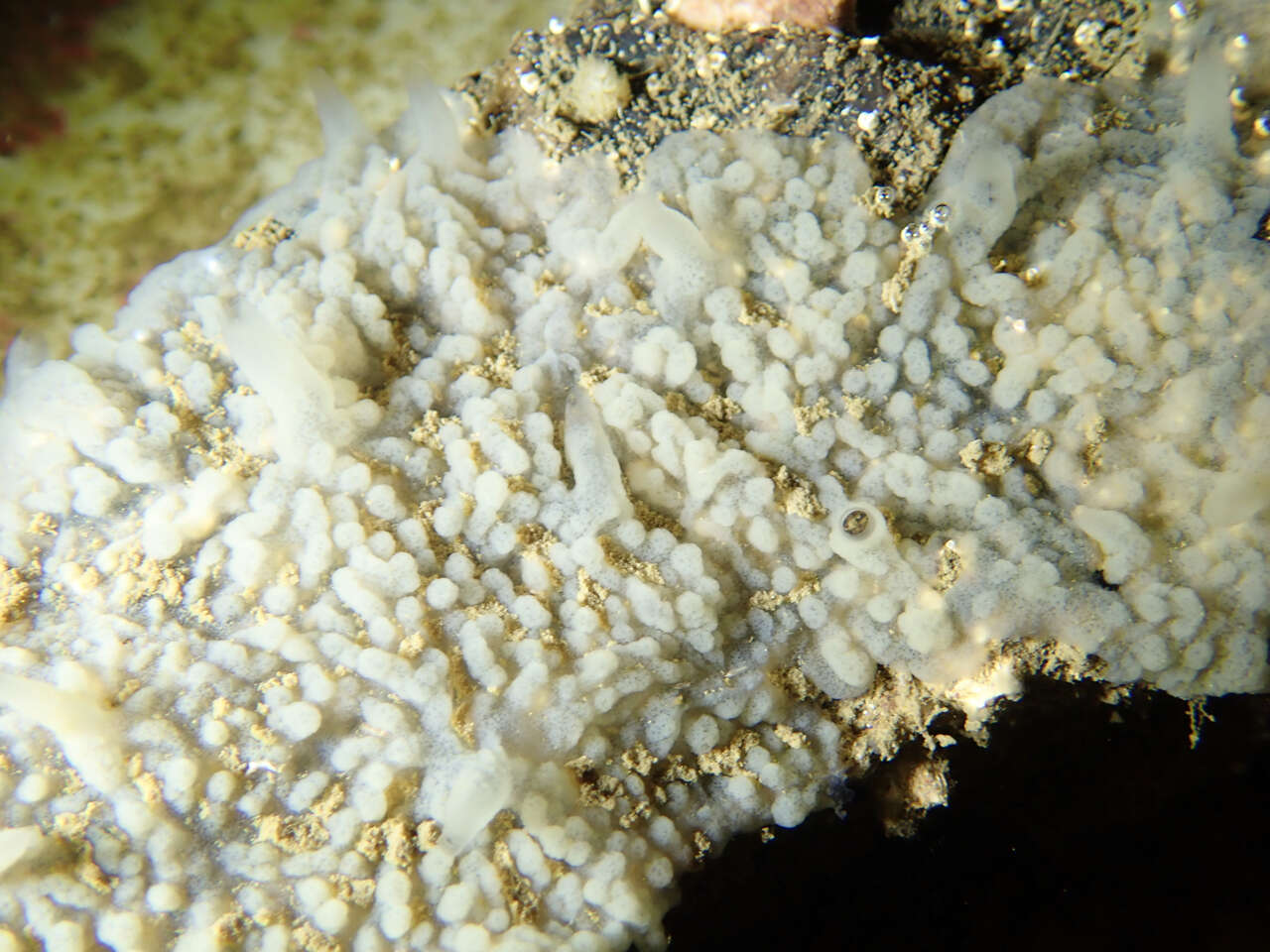 Image of slime membrane sponge