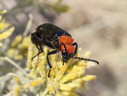 Image of Lytta (Paralytta) vulnerata (Le Conte 1851)