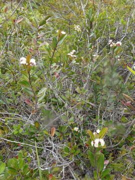 Image of Homalium buxifolium Däniker