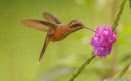 Image of Stripe-throated Hermit