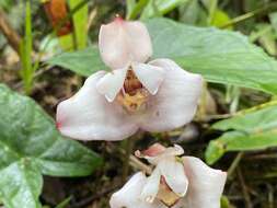 Image of Maxillaria roseola Christenson