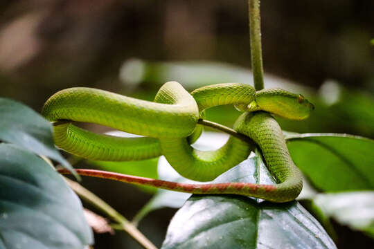 Image of <i>Trimeresurus sabahi fucatus</i>