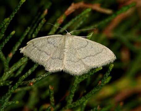 صورة Idaea lusohispanica Herbulot 1990