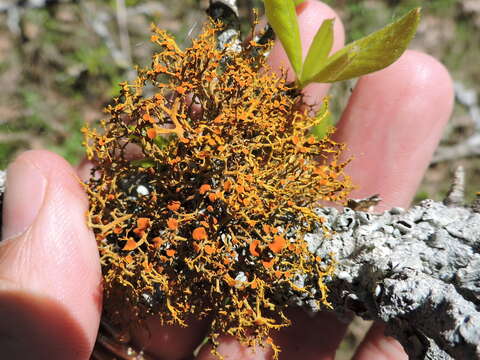 Image of teloschistes lichen