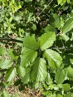 Imagem de Rubus ulmifolius var. anoplothyrsus