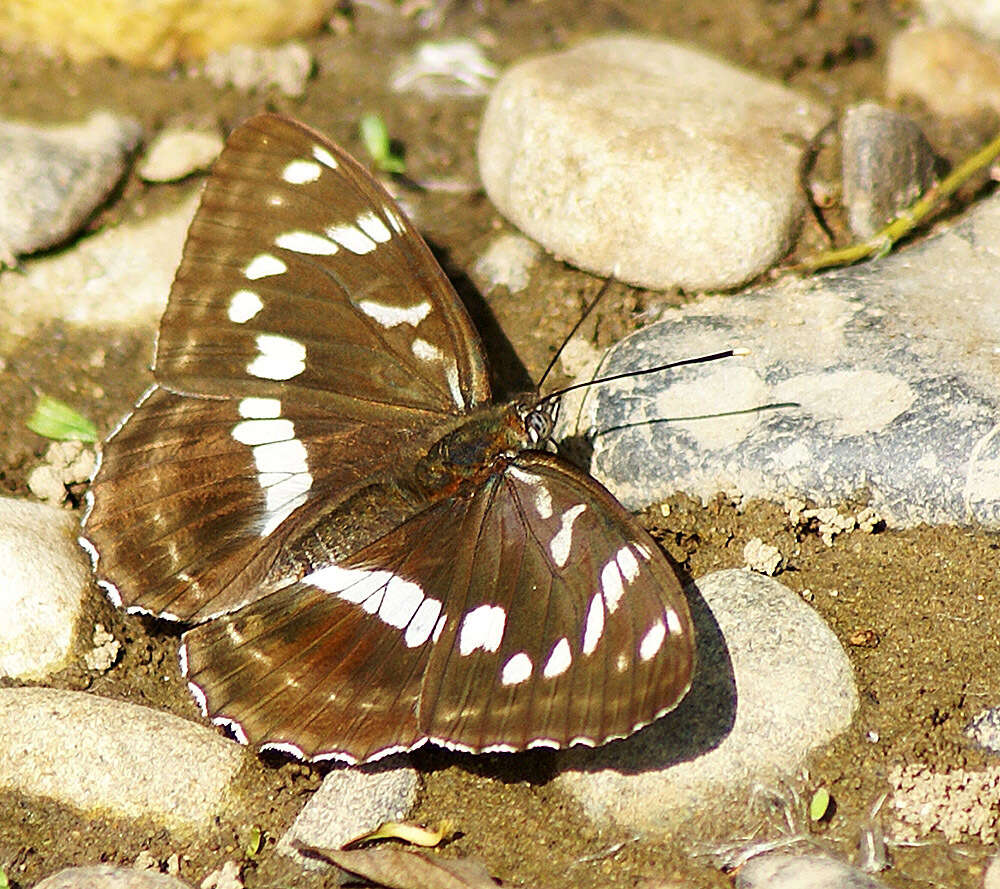 Limenitis amphyssa Ménétriés 1859 resmi