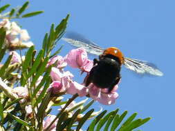 Image of Xylocopa flavorufa (De Geer 1778)