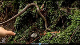 Image of Japanese Keelback