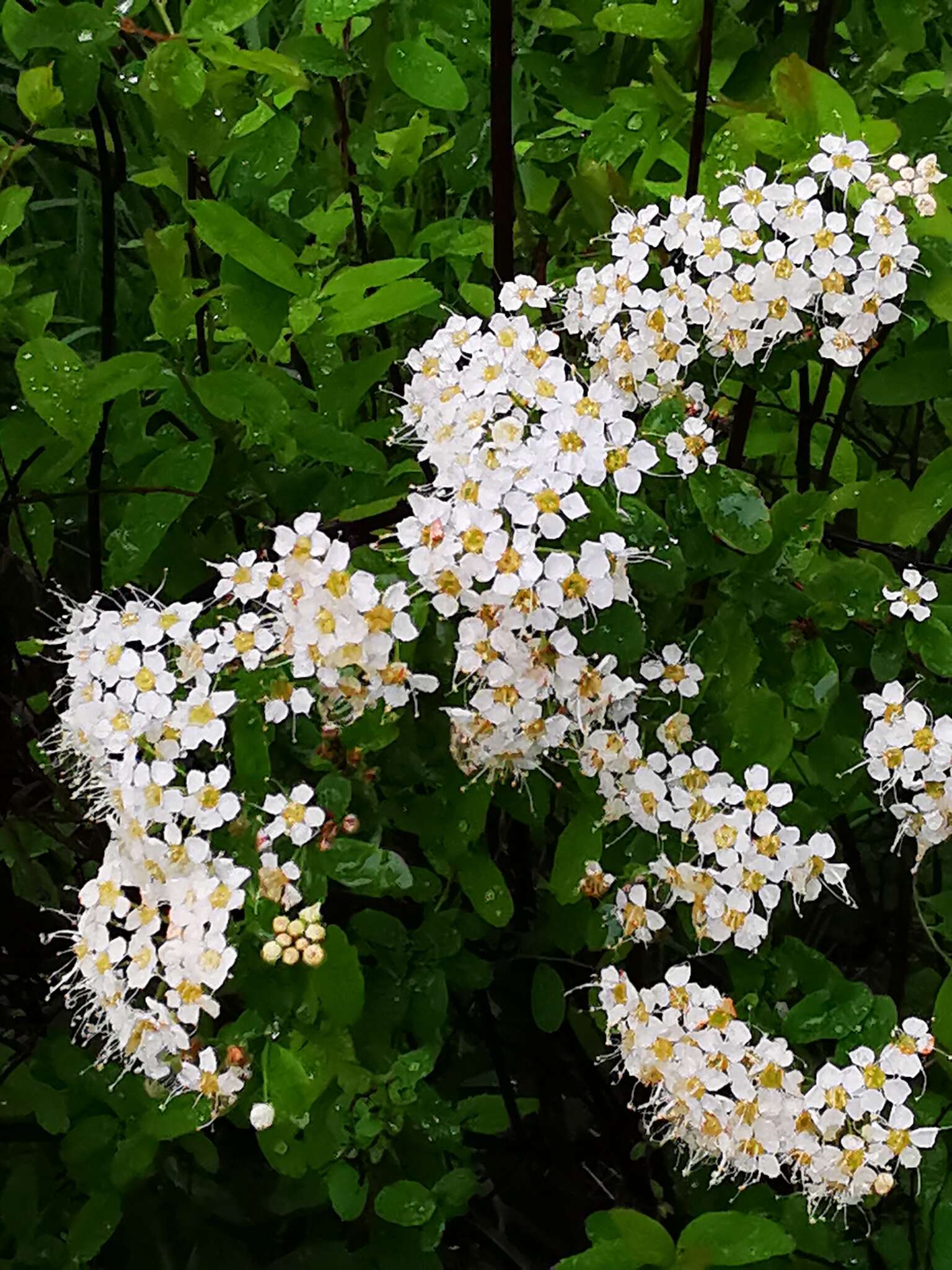 Image of Spiraea media Franz Schmidt