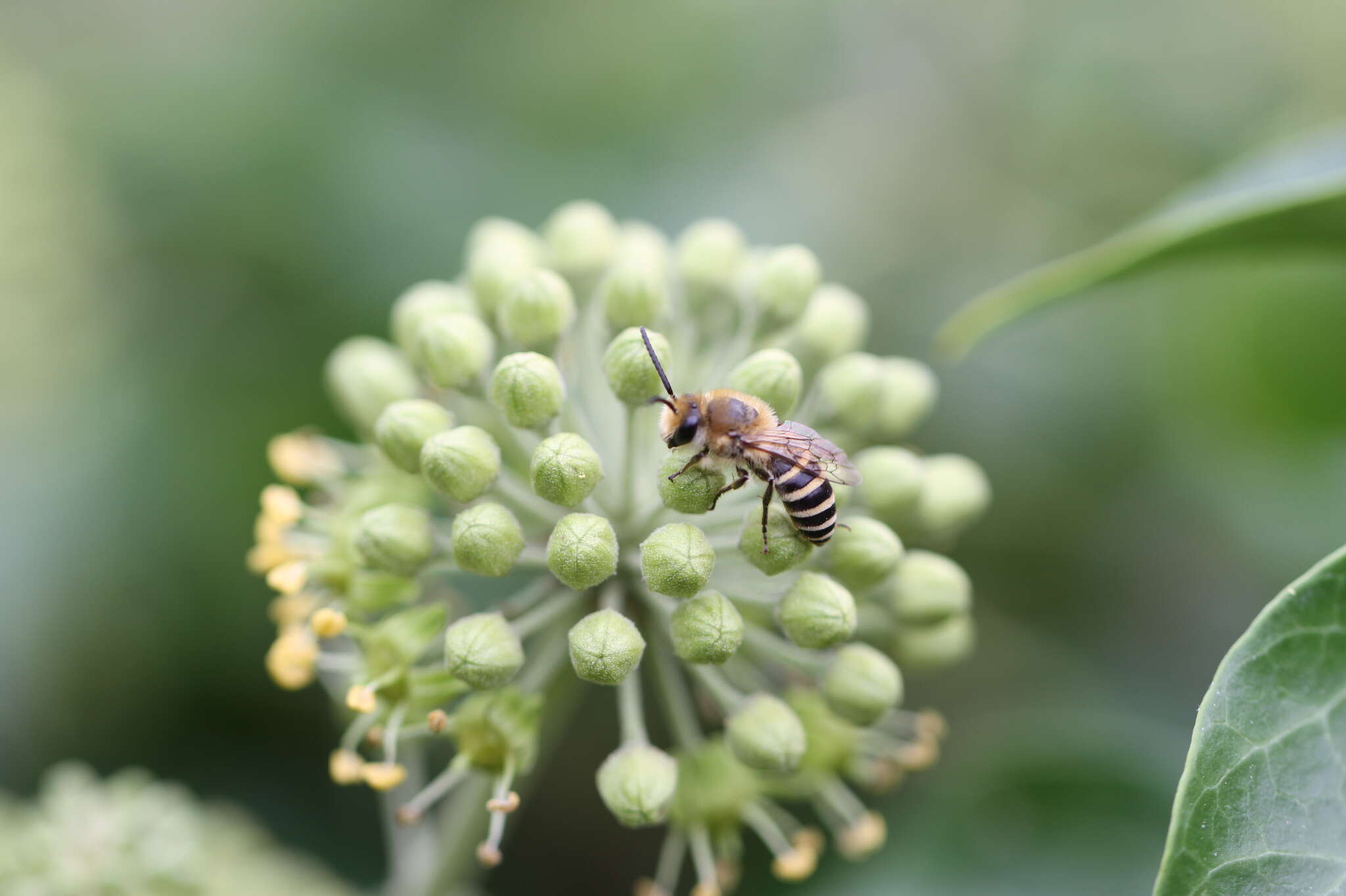 Image of Colletes hederae Schmidt & Westrich 1993