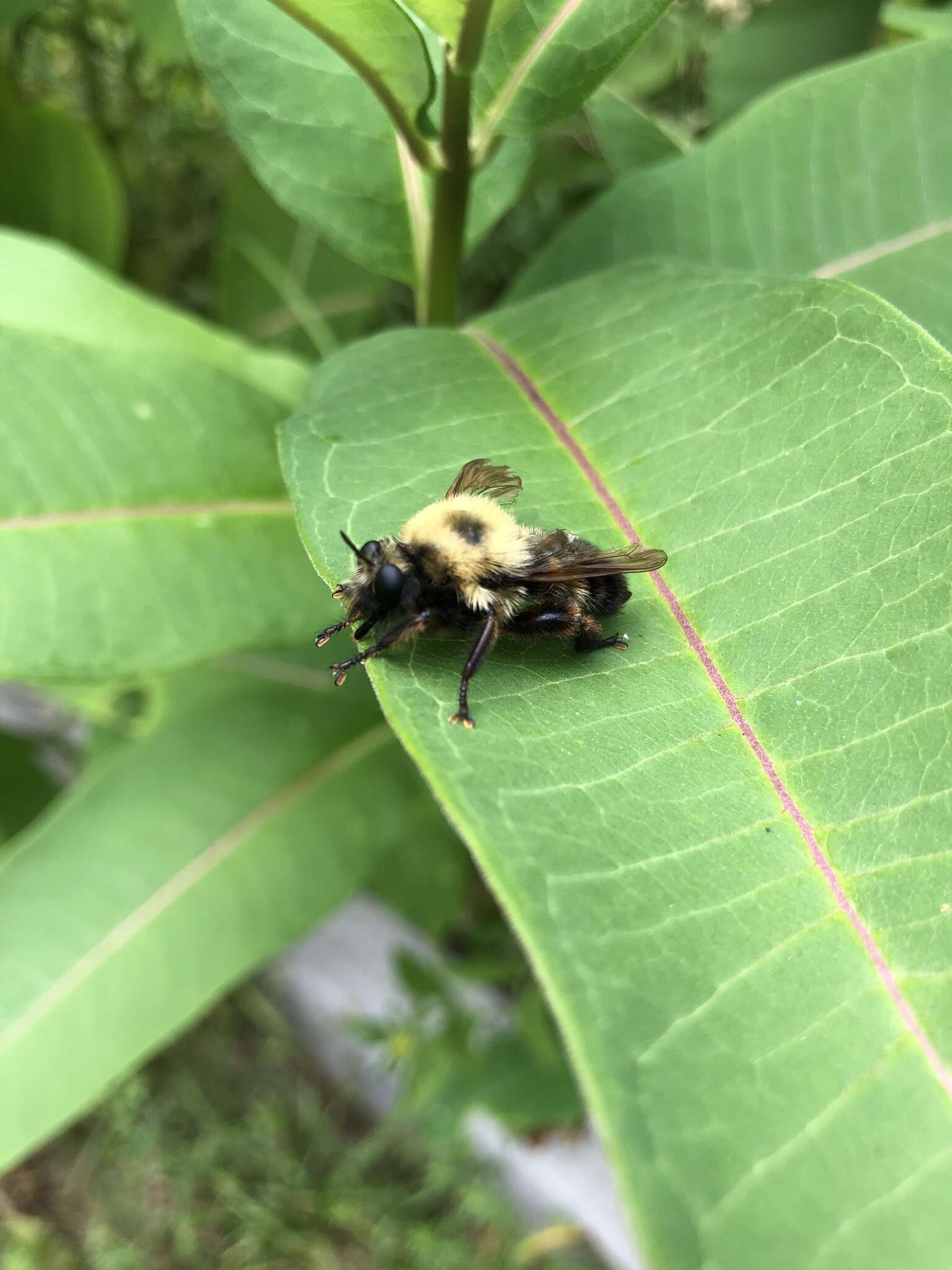 Image of Laphria thoracica Fabricius 1805