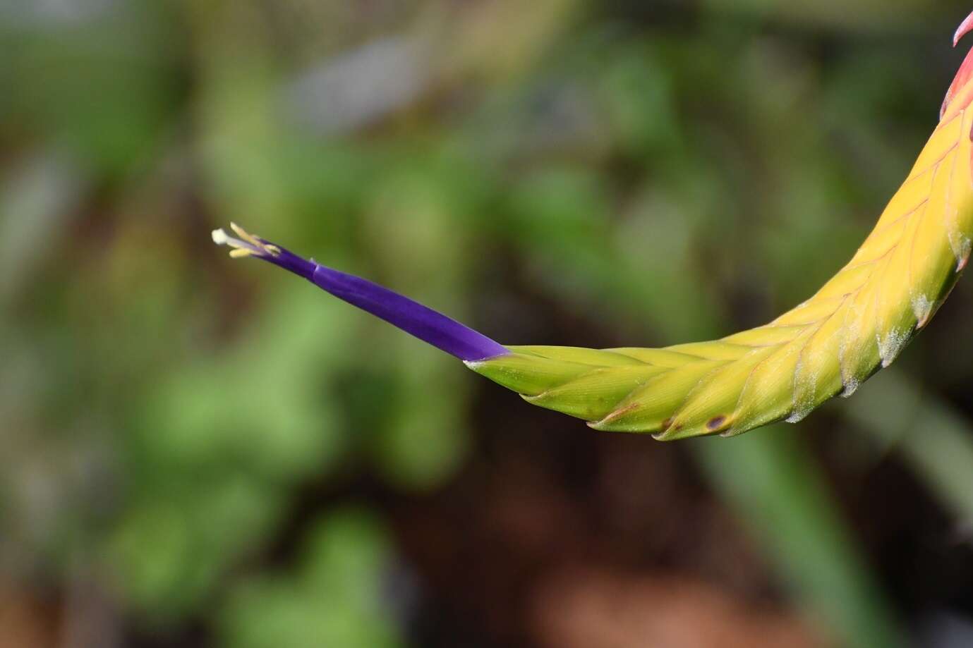 Image de Tillandsia tricolor Schltdl. & Cham.