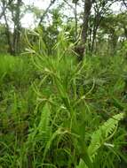 Image of Habenaria clavata (Lindl.) Rchb. fil.