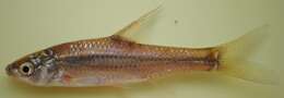 Image of Straightfin Barb