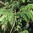 Sivun Senegalia brevispica subsp. dregeana (Benth.) Kyal. & Boatwr. kuva