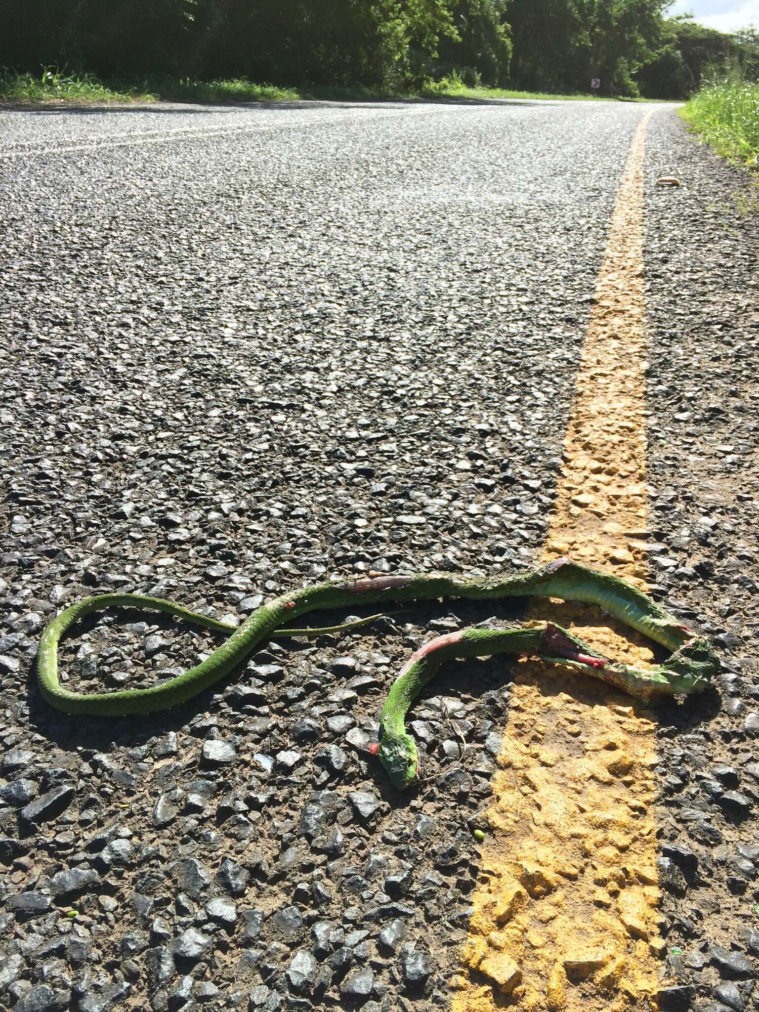 Image of Green mamba