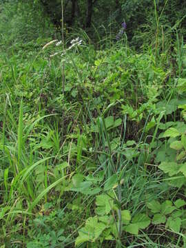 Heracleum chorodanum (Hoffm.) DC.的圖片