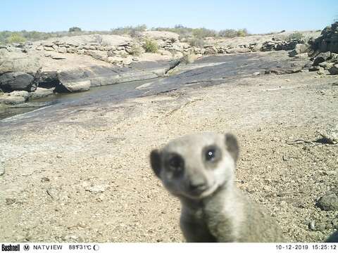 Image of Suricata Desmarest 1804