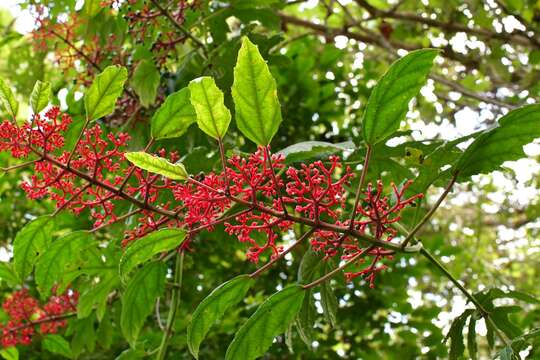 Image of Cissus biformifolia Standl.