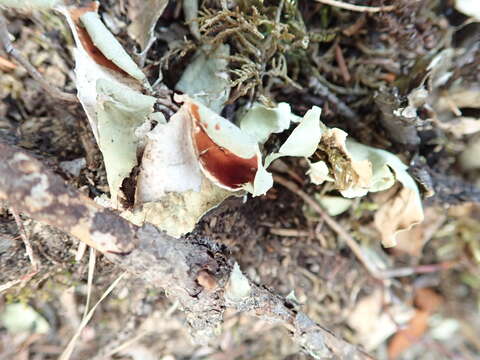 Image of arctic kidney lichen