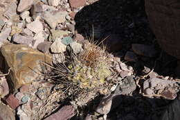 Plancia ëd Echinopsis ferox (Britton & Rose) Backeb.