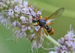 Image of Abrachyglossum capitatum (Loew 1847)