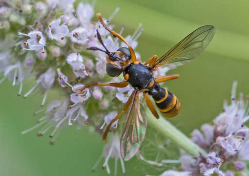 Image of Abrachyglossum