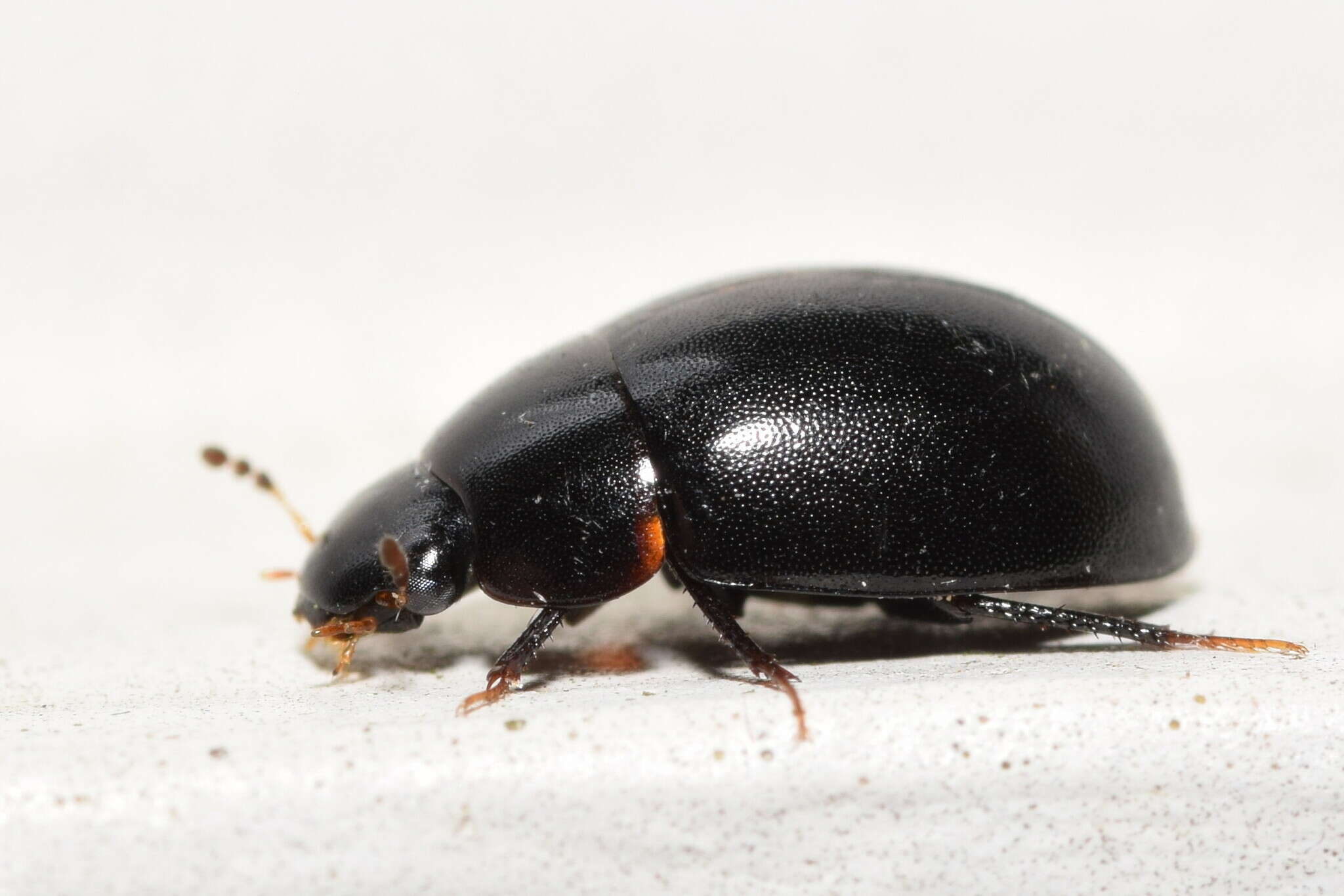 Image of Water scavenger beetle