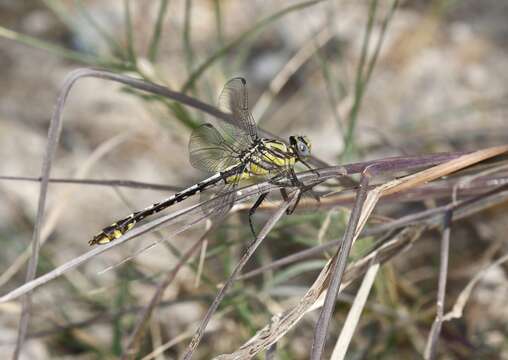 Image of Tamaulipan Clubtail