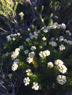 Image of Phylica axillaris var. maritima Pillans