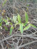 Image of Croton alamosanus Rose