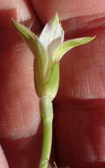 Image of Romulea flava var. viridiflora (Bég.) M. P. de Vos